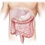 le colon sous la loupe