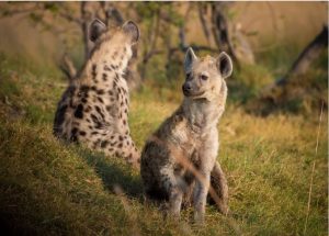 À la découverte d’une belle destination safari : le Botswana