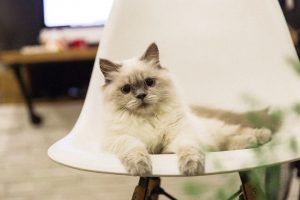 chats célèbres