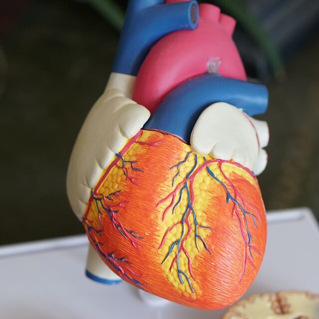 Santé cardiaque : Conseils pour maintenir votre cœur en bonne forme