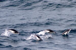 Observer les pingouins